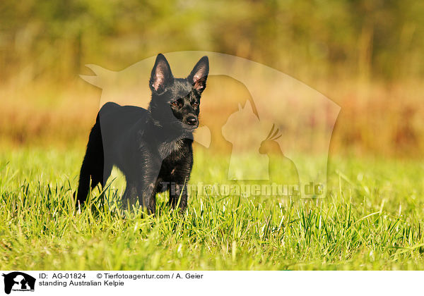 standing Australian Kelpie / AG-01824