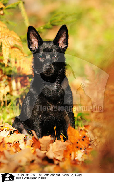 sitting Australian Kelpie / AG-01826