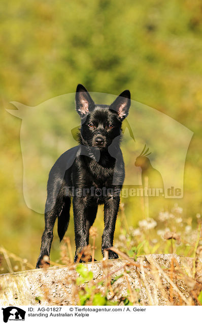 standing Australian Kelpie / AG-01827