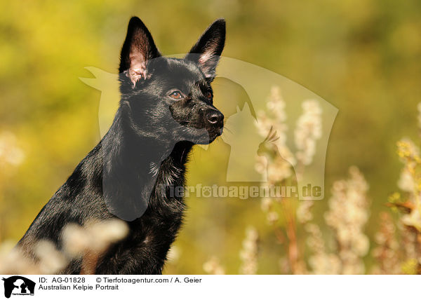 Australian Kelpie Portrait / AG-01828