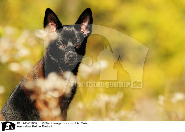 Australian Kelpie Portrait / AG-01832