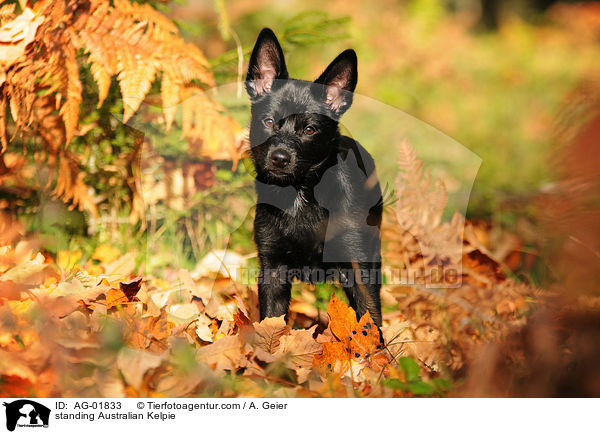 standing Australian Kelpie / AG-01833