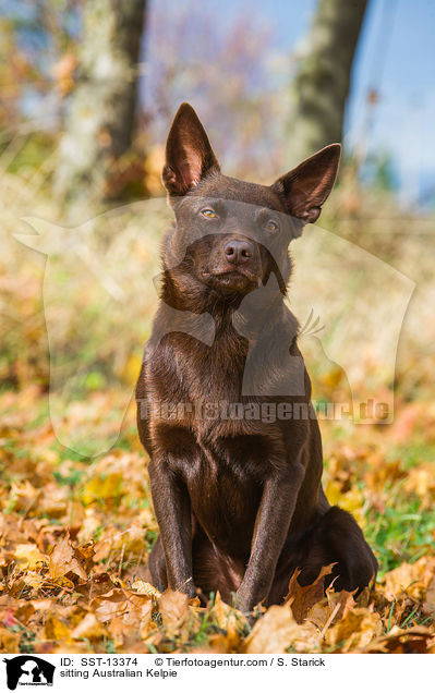 sitting Australian Kelpie / SST-13374