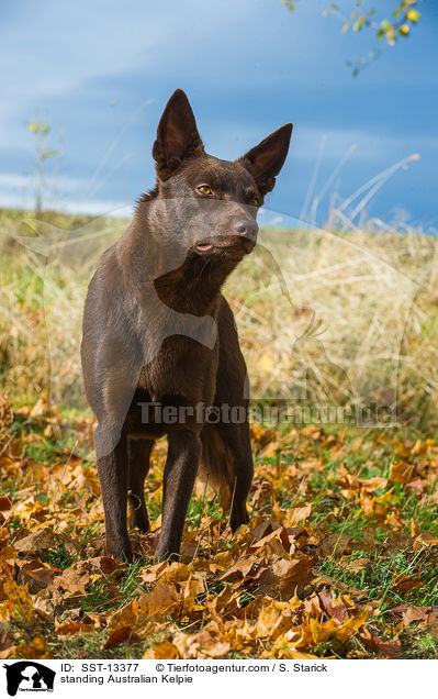 stehender Australian Kelpie / standing Australian Kelpie / SST-13377