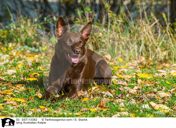 lying Australian Kelpie / SST-13382