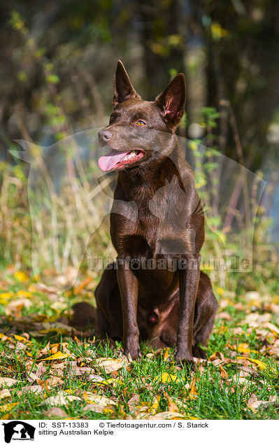 sitting Australian Kelpie / SST-13383