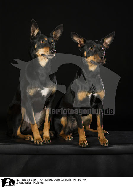 2 Australian Kelpies / NN-08939