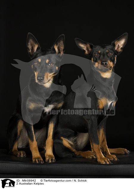 2 Australian Kelpies / NN-08942