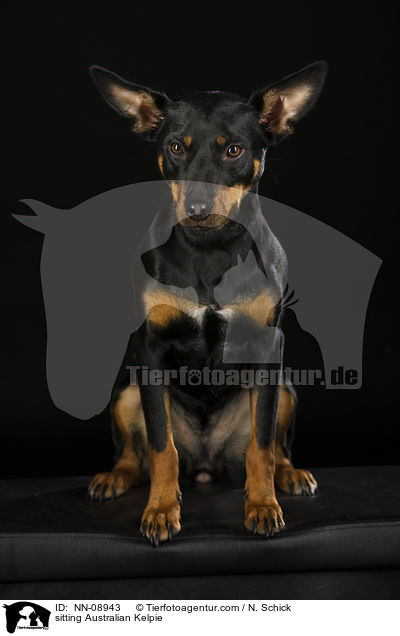 sitting Australian Kelpie / NN-08943