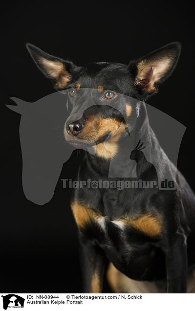 Australian Kelpie Portrait / NN-08944