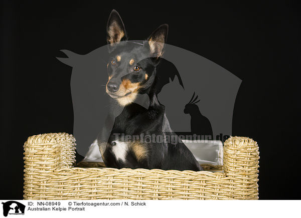 Australian Kelpie Portrait / NN-08949