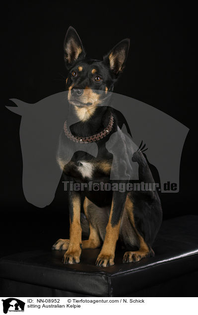 sitting Australian Kelpie / NN-08952