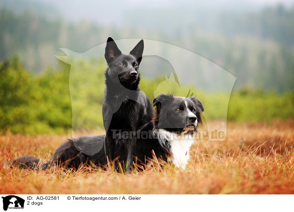 2 dogs / AG-02581