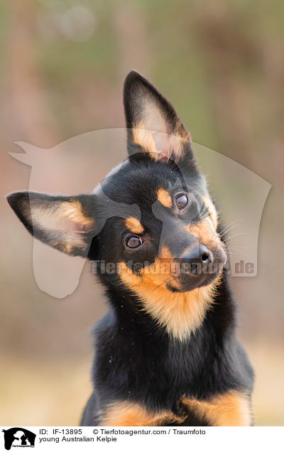 young Australian Kelpie / IF-13895