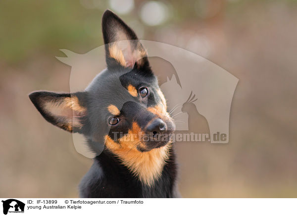 young Australian Kelpie / IF-13899