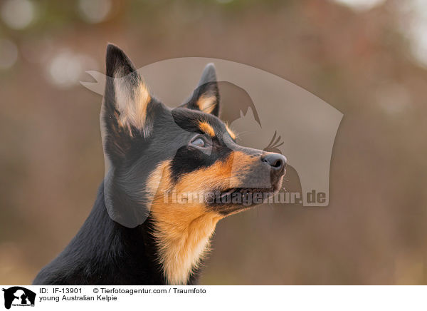 young Australian Kelpie / IF-13901