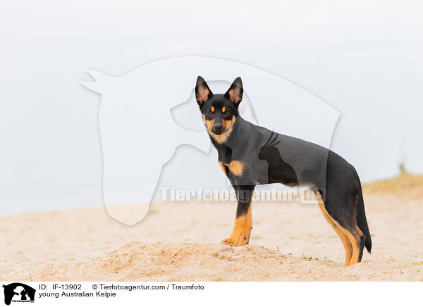 young Australian Kelpie / IF-13902