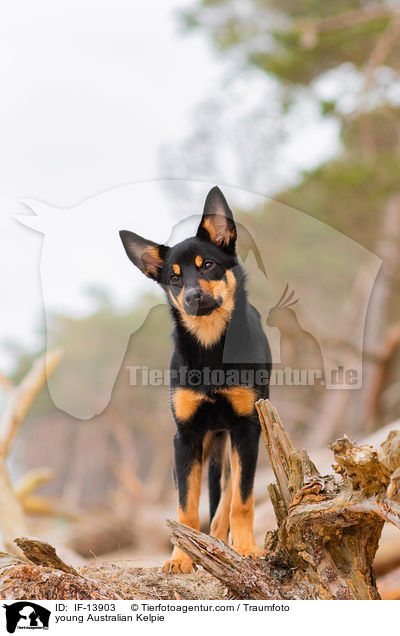 young Australian Kelpie / IF-13903