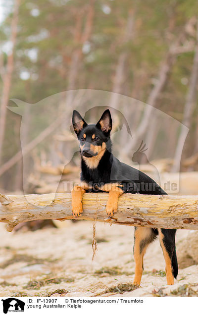 young Australian Kelpie / IF-13907