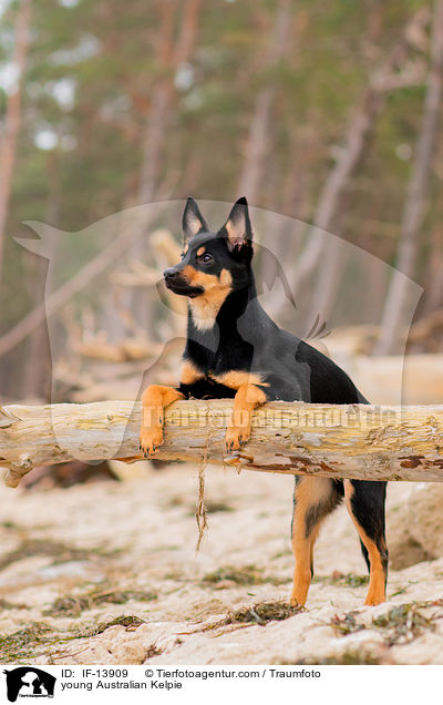 young Australian Kelpie / IF-13909