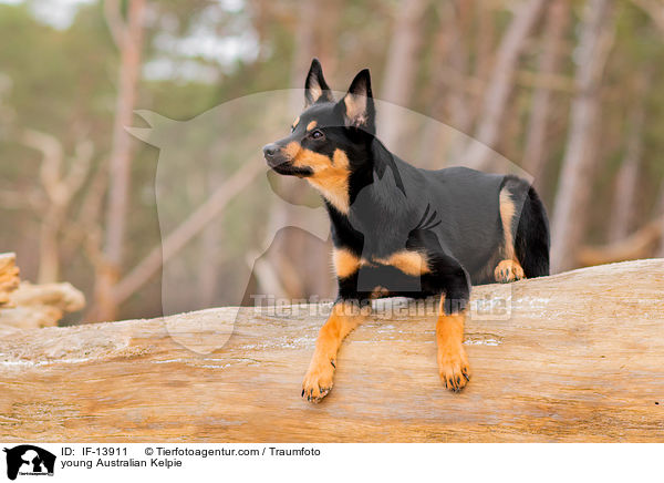 young Australian Kelpie / IF-13911