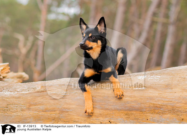 young Australian Kelpie / IF-13913