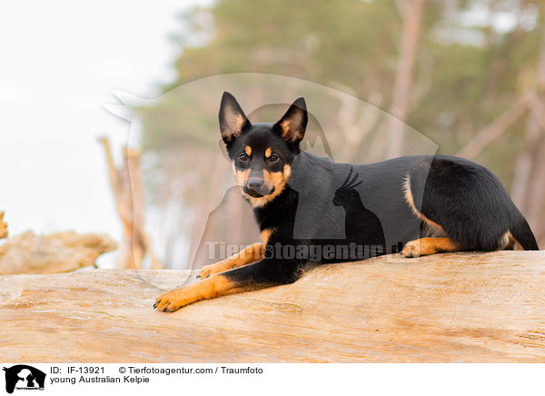 junger Australian Kelpie / young Australian Kelpie / IF-13921