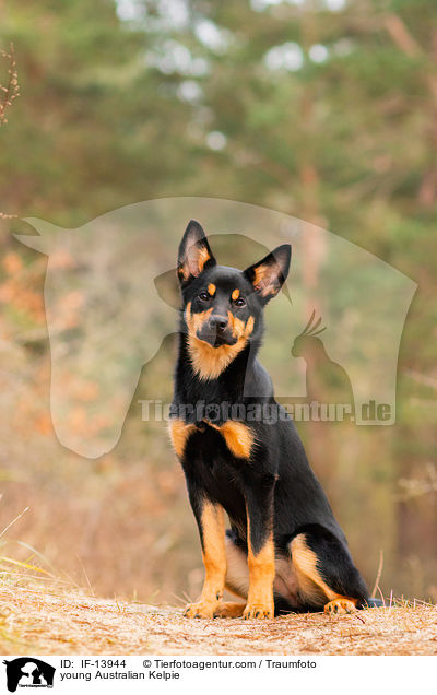 young Australian Kelpie / IF-13944