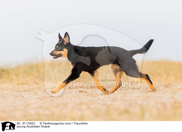 junger Australian Kelpie / young Australian Kelpie / IF-13953