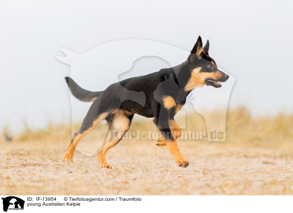 young Australian Kelpie / IF-13954