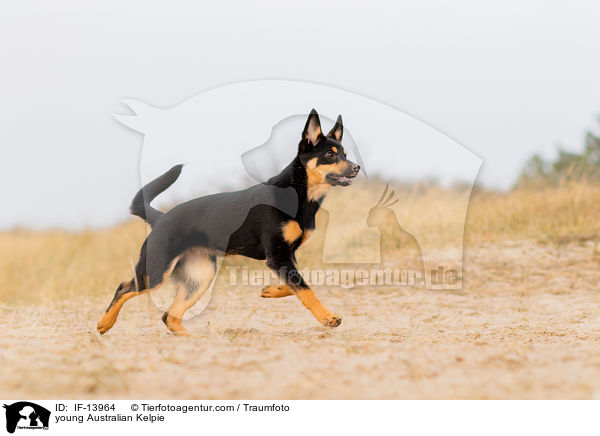 young Australian Kelpie / IF-13964