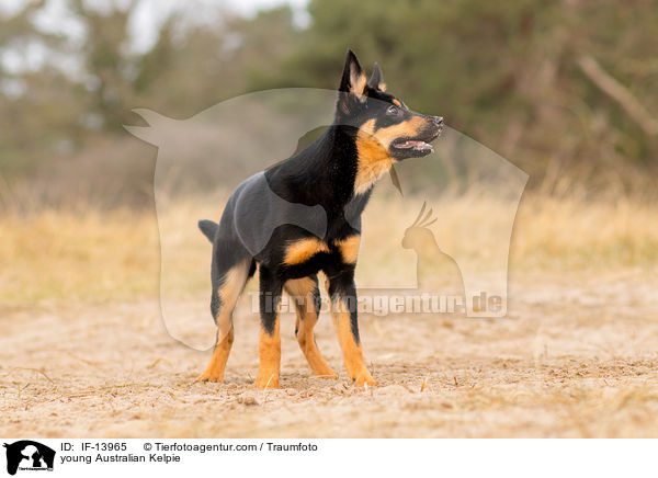 young Australian Kelpie / IF-13965