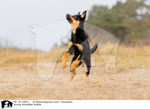 young Australian Kelpie / IF-13971