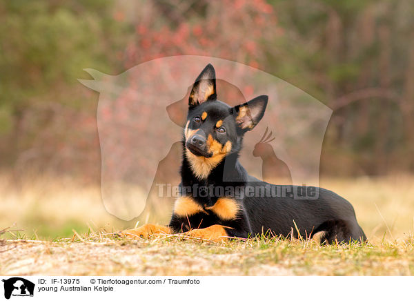 young Australian Kelpie / IF-13975