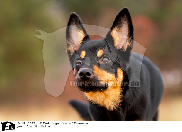 young Australian Kelpie / IF-13977