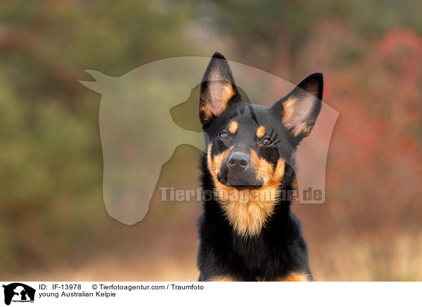 young Australian Kelpie / IF-13978