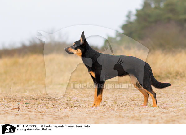 young Australian Kelpie / IF-13993