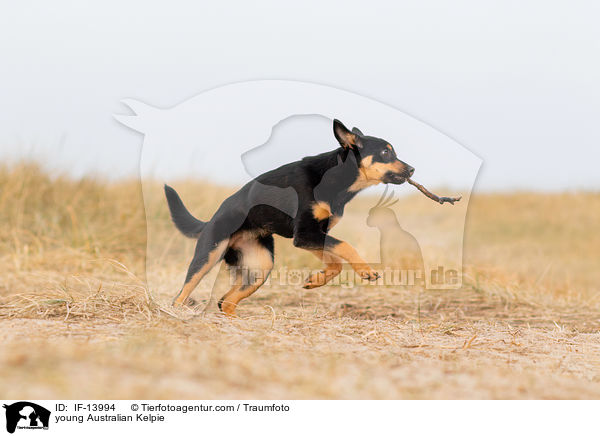 young Australian Kelpie / IF-13994