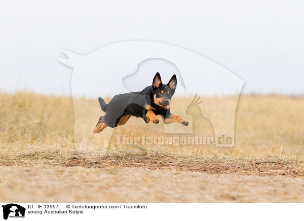 young Australian Kelpie / IF-13997