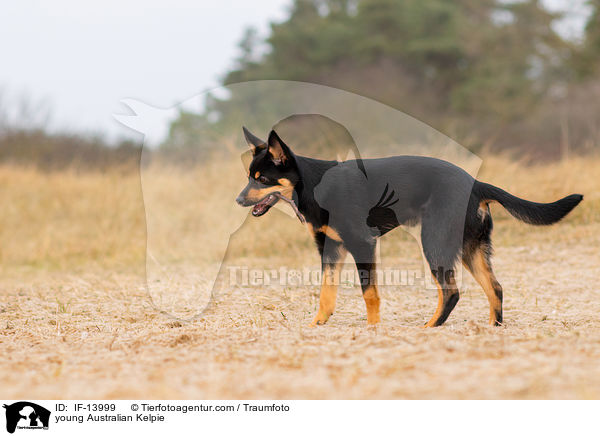 young Australian Kelpie / IF-13999