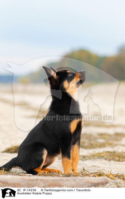 Australian Kelpie Puppy / IF-14236