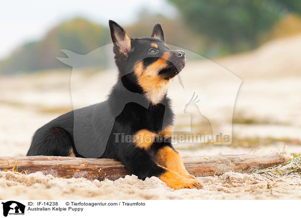 Australian Kelpie Puppy / IF-14238