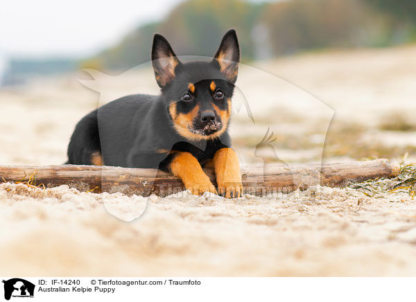 Australian Kelpie Puppy / IF-14240