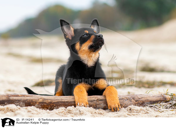 Australian Kelpie Puppy / IF-14241