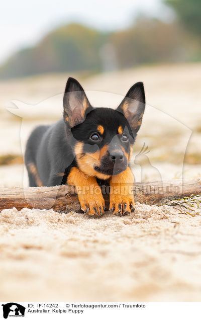 Australian Kelpie Welpe / Australian Kelpie Puppy / IF-14242