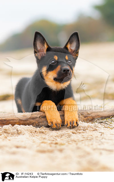 Australian Kelpie Puppy / IF-14243