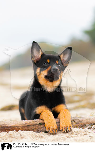 Australian Kelpie Puppy / IF-14244