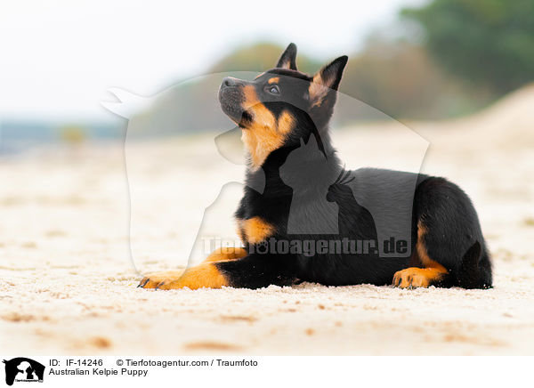 Australian Kelpie Puppy / IF-14246