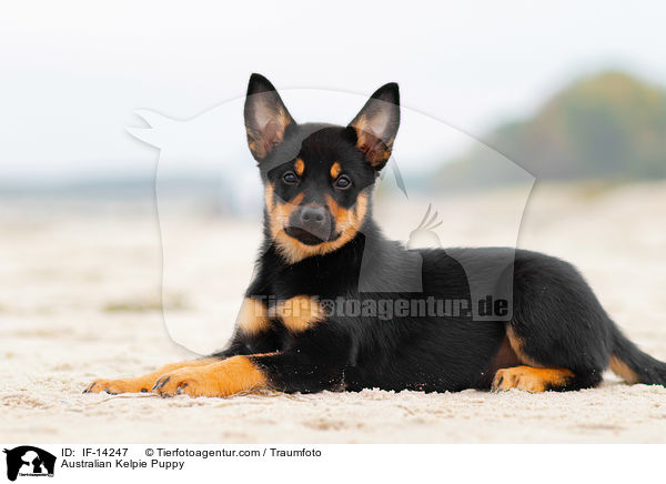 Australian Kelpie Puppy / IF-14247