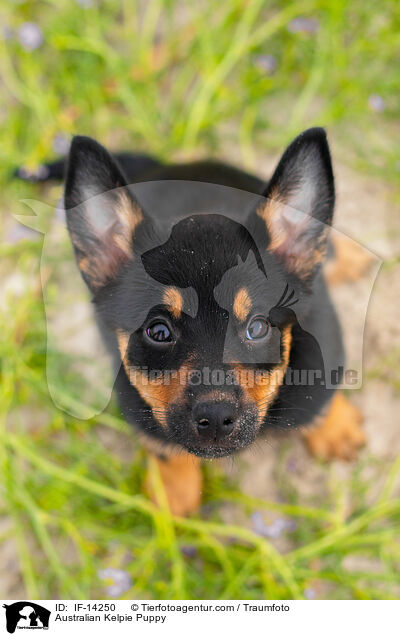 Australian Kelpie Puppy / IF-14250